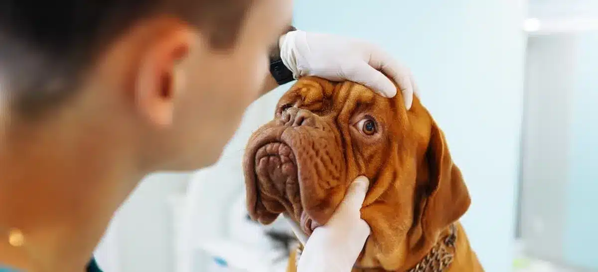 pet-wellness-exam-checkup-1920w Pet Wellness Exams